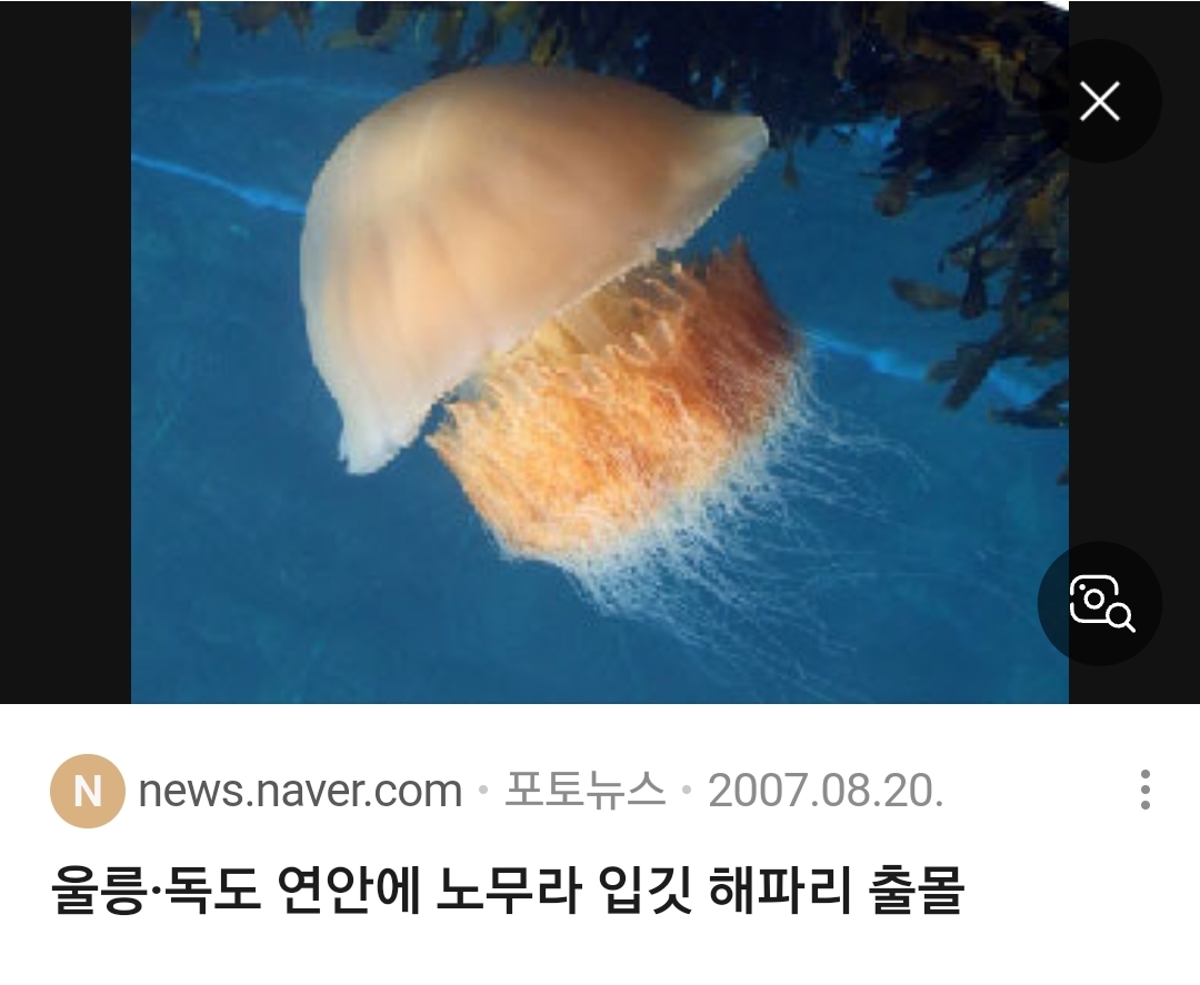 노무라입깃해파리